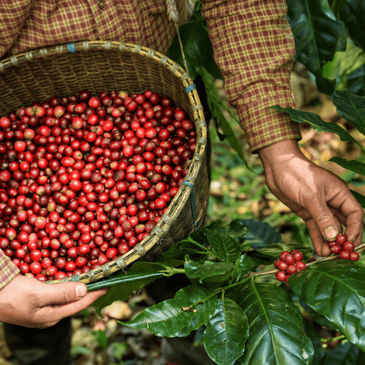 Sostenibilidad en la Taza: Compromiso de 5Sentidos con el Café Ecológico